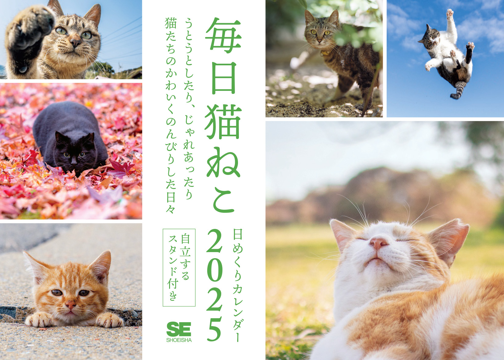 卓上日めくりカレンダー猫版 2025年ver. 台座付き 毎日猫ねこ 日めくり